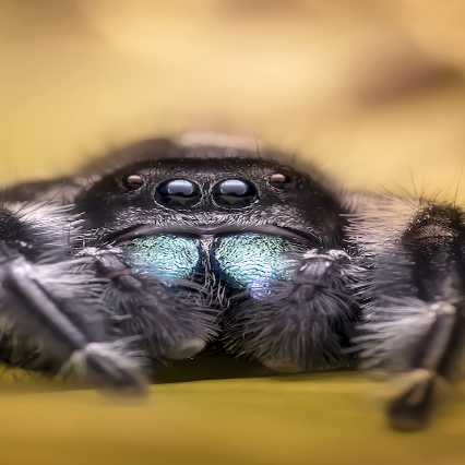 Getting to know the Jumping Spiders