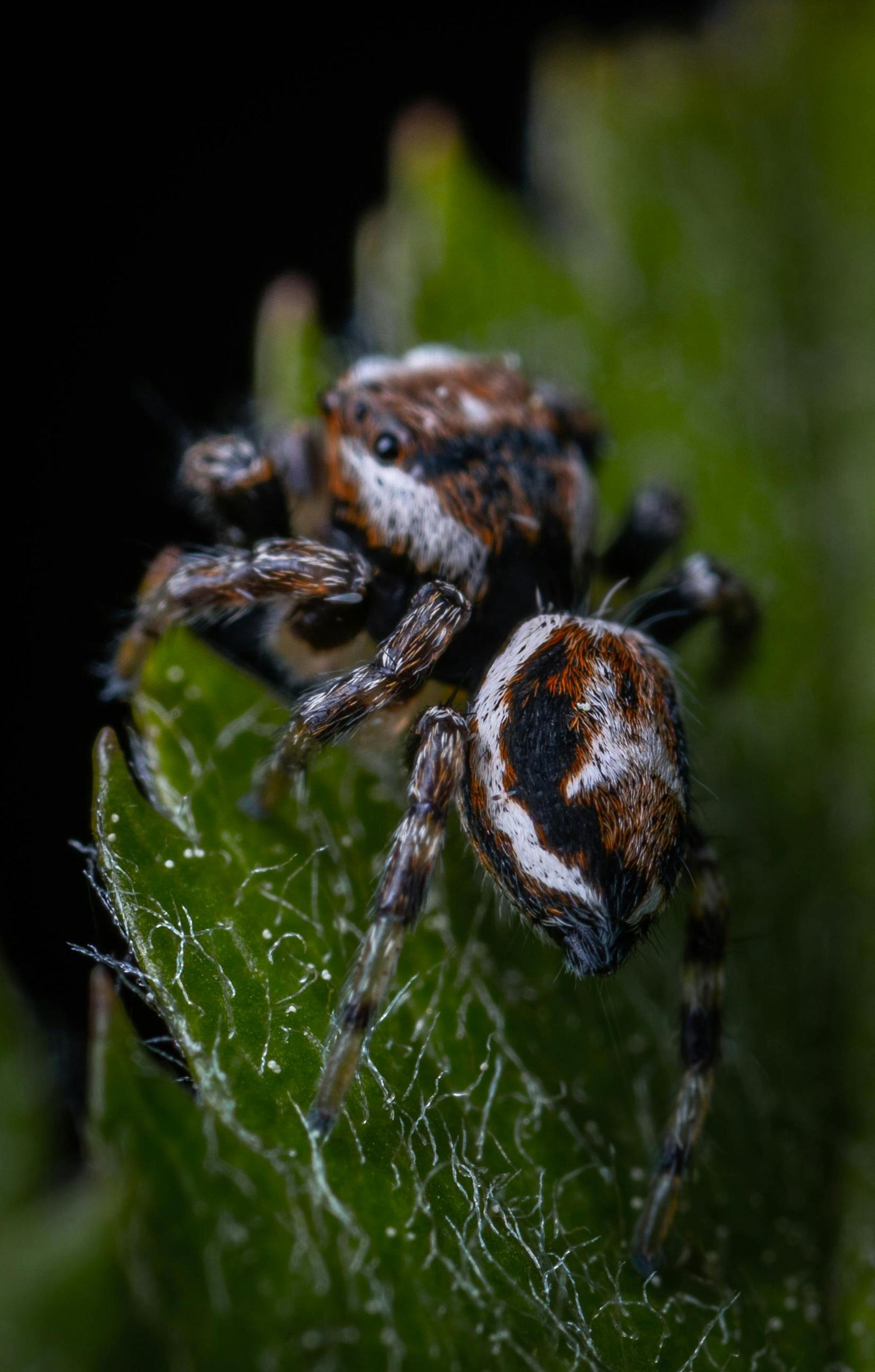 Tarantulas and jumping spiders: Understanding the difference