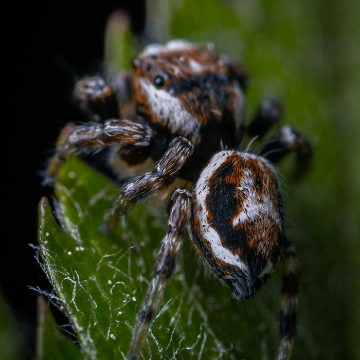 Tarantulas and jumping spiders: Understanding the difference